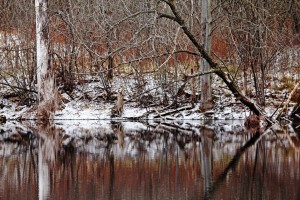 First Snow At The Pond